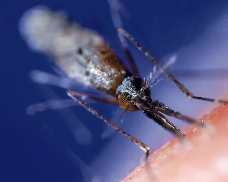 Вирусът Чикунгуня продължава да се разпространява в Азия