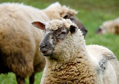 Шарката по овцете и козите продължава да се разпространява в