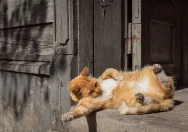 На 10 август се отбелязва Световният ден на мързела Говори