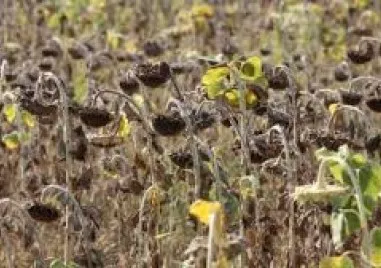 Нов ценови скок на олиото се задава през есента предупреждават