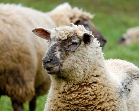 Огнищата от шарка по кози и овце в Пловдивско се увеличават – засегнати са 102 стопанства