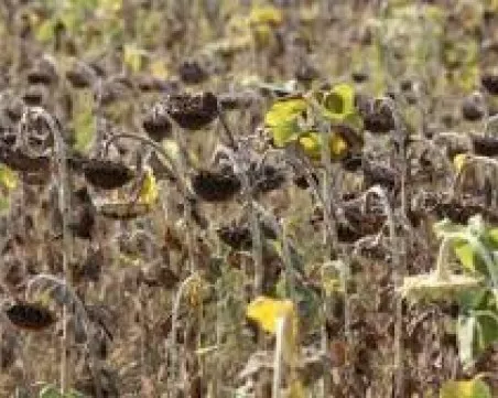 Сушата удари реколтата от слънчоглед в Пловдивско: Ще поскъпне ли олиото?