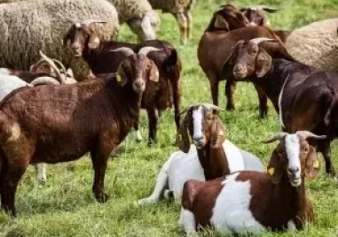 Извънредна проверка извършват служители на МВР и инспектори от Българската