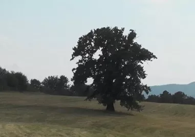 Вятърът шепне в клоните му вече повече от два века