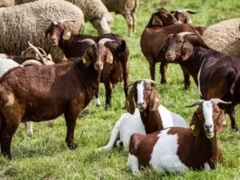 Извънредна проверка извършват служители на МВР и инспектори от Българската