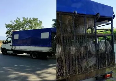 Нерегламентиран транспорт на дребни преживни животни е установен в Пловдивска