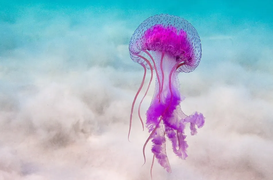 Опасни лилави медузи се появиха в Гърция
