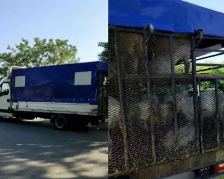 Разкриха незаконен превоз на 60 кози край Пловдив, натъпкани в товарен автомобил