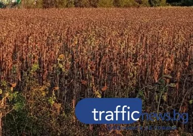 Сушата и високите температури и тази година ще доведат до