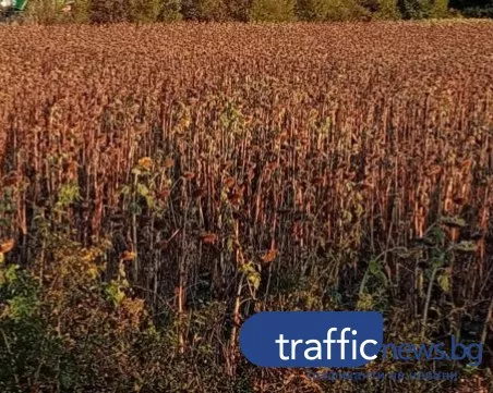 Сушата съсипа добивите в Пловдивско: Фермери отчитат рекордни загуби