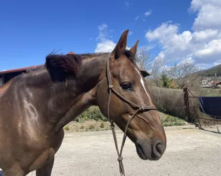 Задържаха младеж край Батак, задигнал кобила от стопански двор