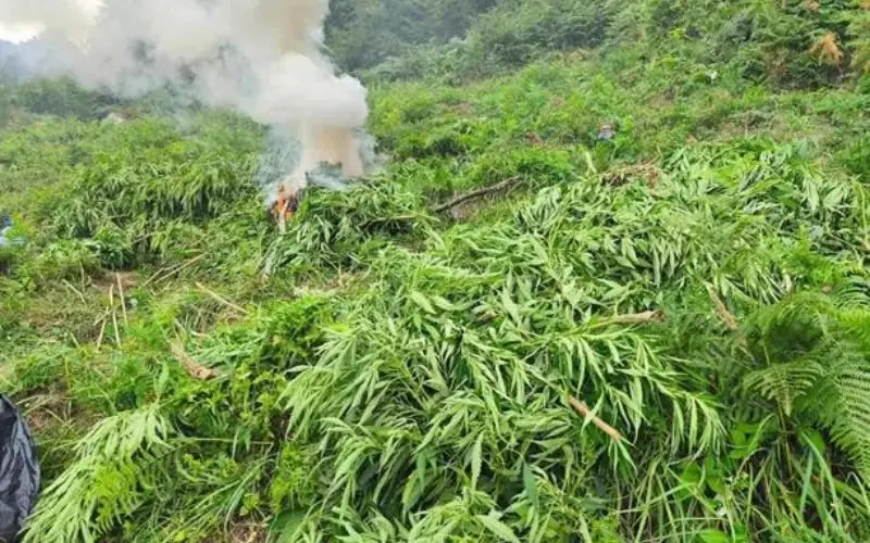 Откриха и унищожиха 1800 килограма канабис