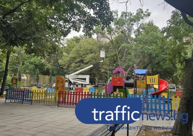 Премахнаха двете опасни дървета надвиснали над детски площадки в Кършияка