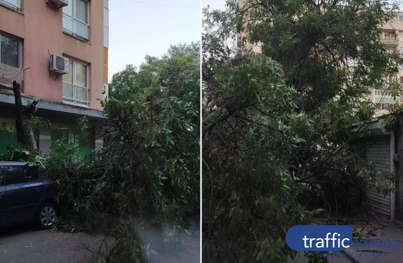 Дърво се стовари върху паркирани коли в Пловдив, едва не премаза чакащи пред магазин