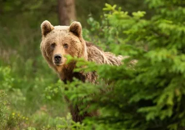 Мечка е била забелязана в парк в Троян Голямата кафява