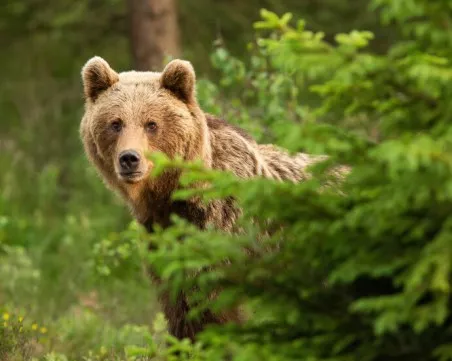 Мечката от Троян преди дни е поразила имоти и пчелини