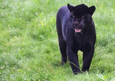  Голяма черна пантера е била видяна в близост до имението