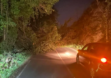 Паднало дърво затруднява движението край Първенец