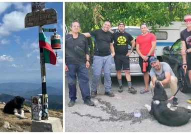 Силата на доброто! Хора от цяла България спасиха бедстващо куче от връх Купен в Стара планина