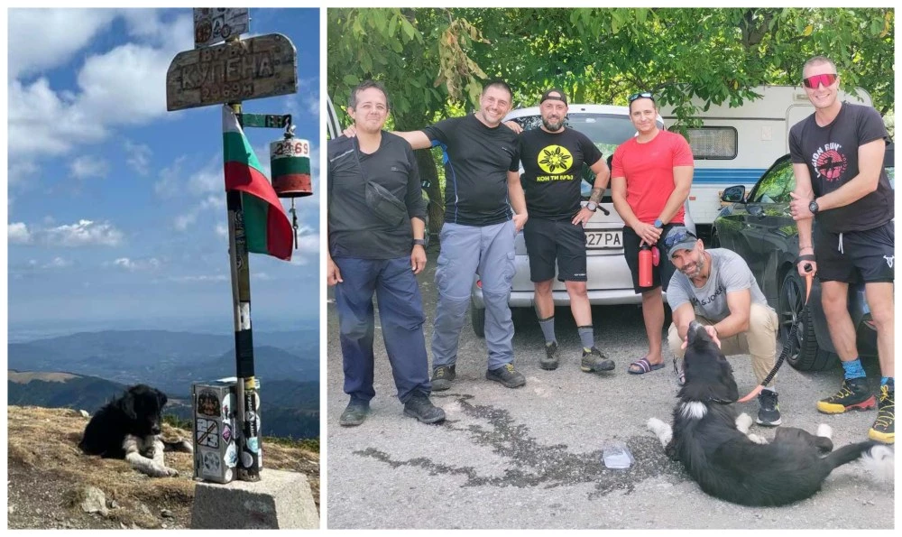 Силата на доброто! Хора от цяла България спасиха бедстващо куче от връх Купен в Стара планина