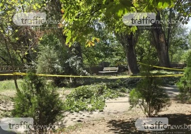 Откараха в болница мъжа, върху когото се стовари огромен клон по алеята на Марица