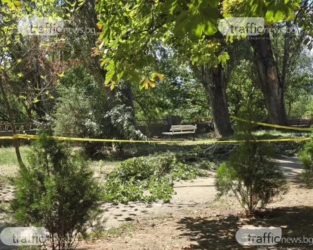 Откараха в болница мъжа, върху когото се стовари огромен клон по алеята на Марица