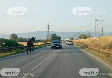 Кон препуска сред трафика на Околовръстното край Пловдив