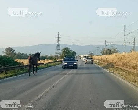 Кон препуска сред трафика на Околовръстното край Пловдив