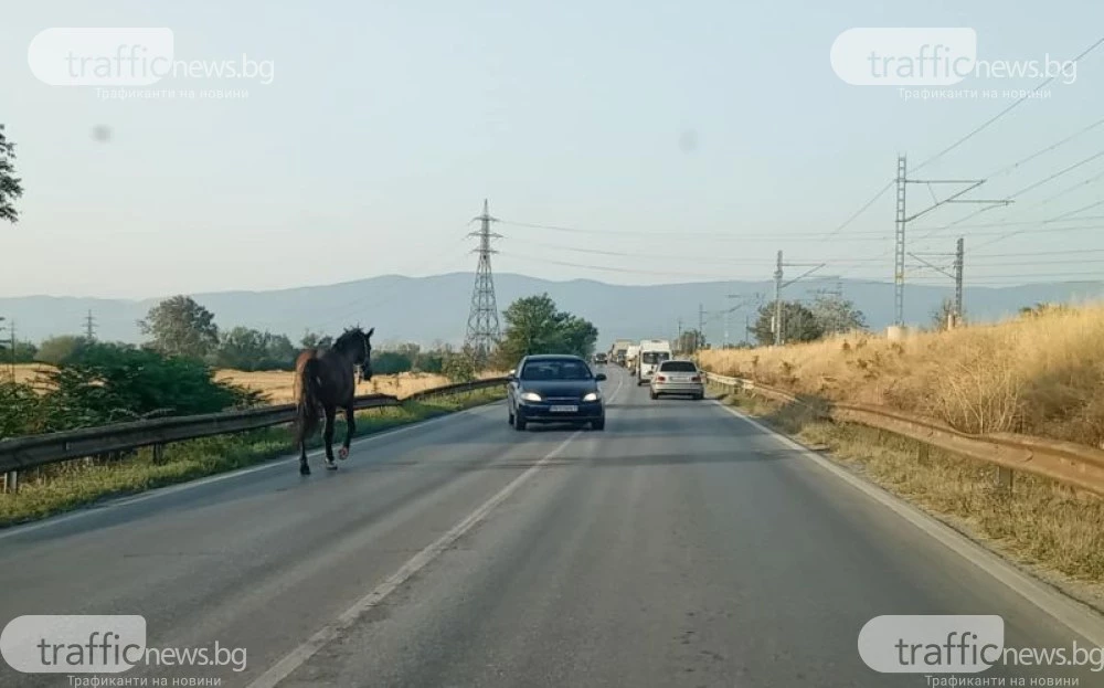 Кон препуска сред трафика на Околовръстното край Пловдив