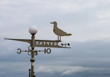 Неизвестен мъж простреля десетки котки и гларуси в Бургас