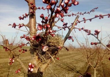 Отпускат още 6.8 млн. лв. за овощари при щети