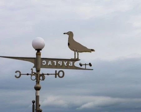 Неизвестен мъж простреля десетки котки и гларуси в Бургас