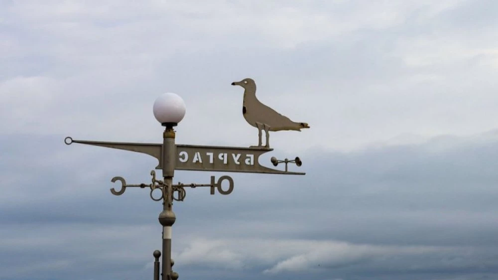 Неизвестен мъж простреля десетки котки и гларуси в Бургас