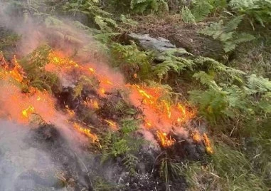 Кугър от Крумово и 90 огнеборци все още не могат да овладеят пожара в Национален парк Рила