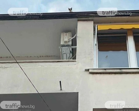 Коте бедства пет дни в Пловдив, от пожарната отказват да го свалят