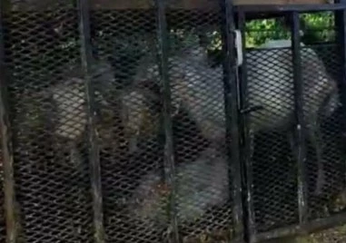 БАБХ с ново нареждане как да се предвижват овце и кози в Пловдив и други области в страната