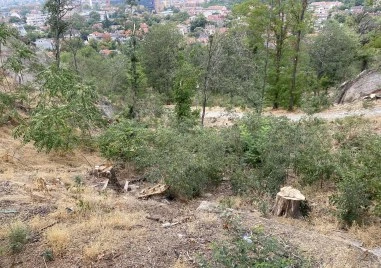 Близо половината пловдивчани винят кмета за колапса на зелената система