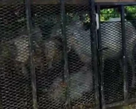 БАБХ с ново нареждане как да се предвижват овце и кози в Пловдив и други области в страната