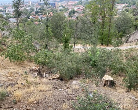 Близо половината пловдивчани винят кмета за колапса на зелената система