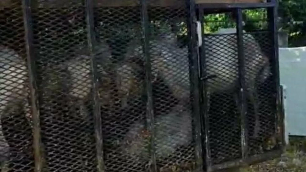 БАБХ с ново нареждане как да се предвижват овце и кози в Пловдив и други области в страната