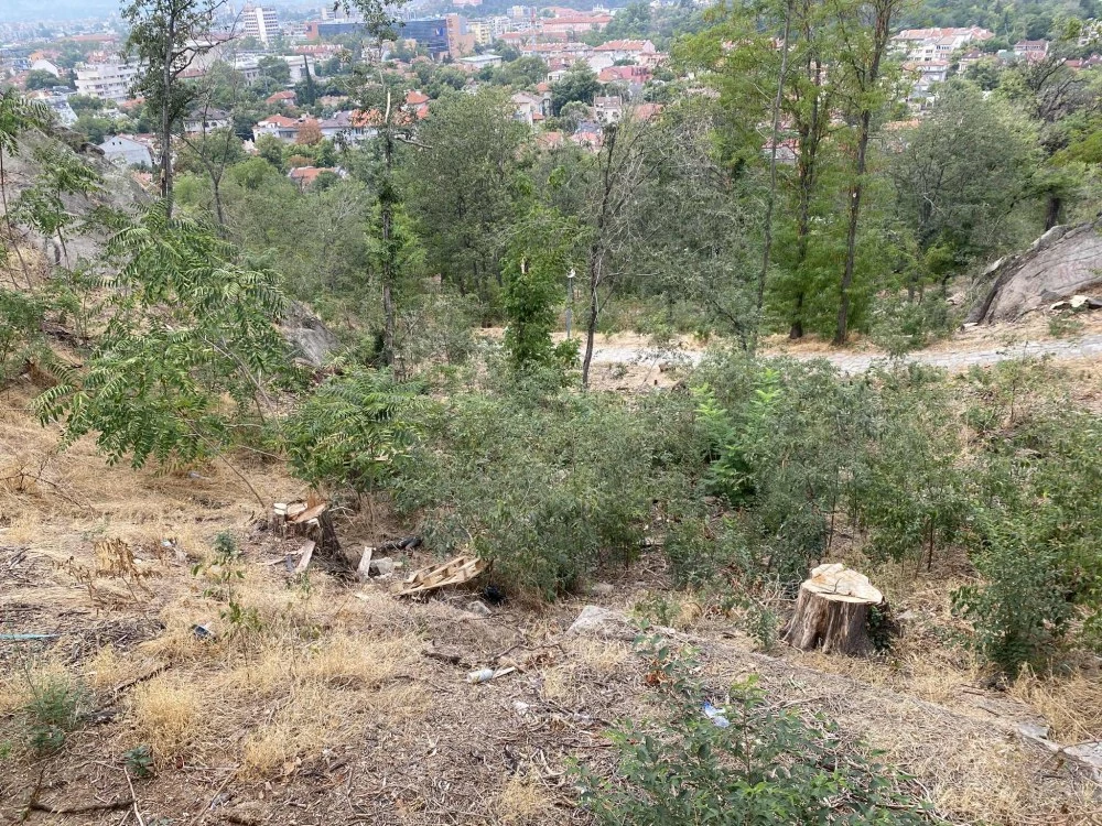 Близо половината пловдивчани винят кмета за колапса на зелената система