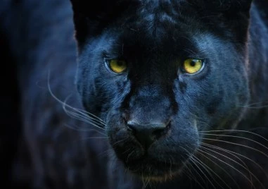 Заснеха черен леопард край дупнишкото село Крайници На кадри се