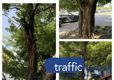 За поредното потенциално опасно дърво сигнализираха пловдивчани до редакцията на