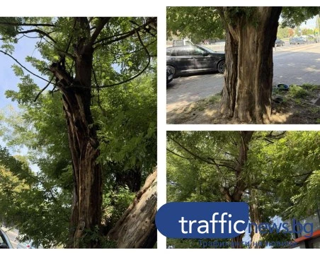 Дърво на оживено място притесни пловдивчани - клони „пукат” и се блъскат в стъклена фасада