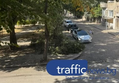 Огромен клон се стовари в центъра на Пловдив