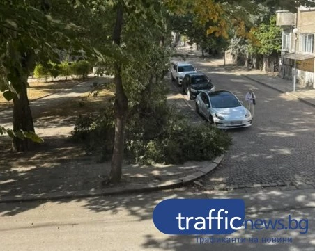 Огромен клон се стовари в центъра на Пловдив