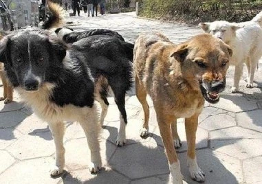 Домашни кучета се нахвърлиха на мъж в София