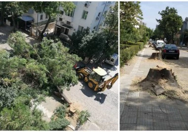 Над 30 дървета по ул. Славянска падат преди ремонта – граждани застанаха един срещу друг с исканията си