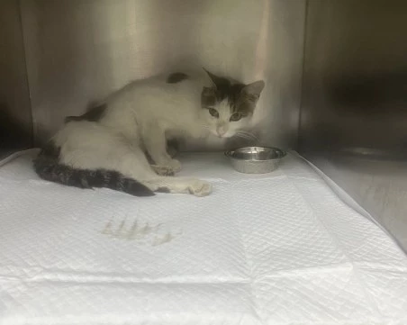 Коте е блъснато от кола в Пловдив, спешно се нуждае от операция