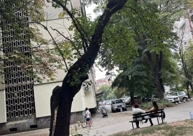 Гнили дървета висят над главите на деца в пловдивски парк!: Ще се повтори ли трагедията от бул. Марица?